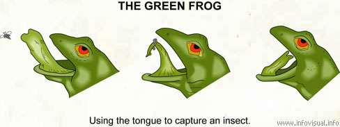 The green frog  (Visual Dictionary)